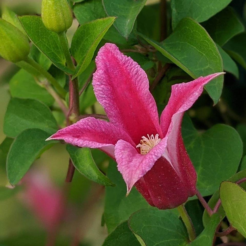| Brushwood Nursery, Clematis Specialists