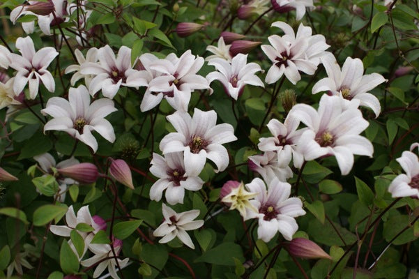 Clematis Princess Kate | Brushwood Clematis Specialists