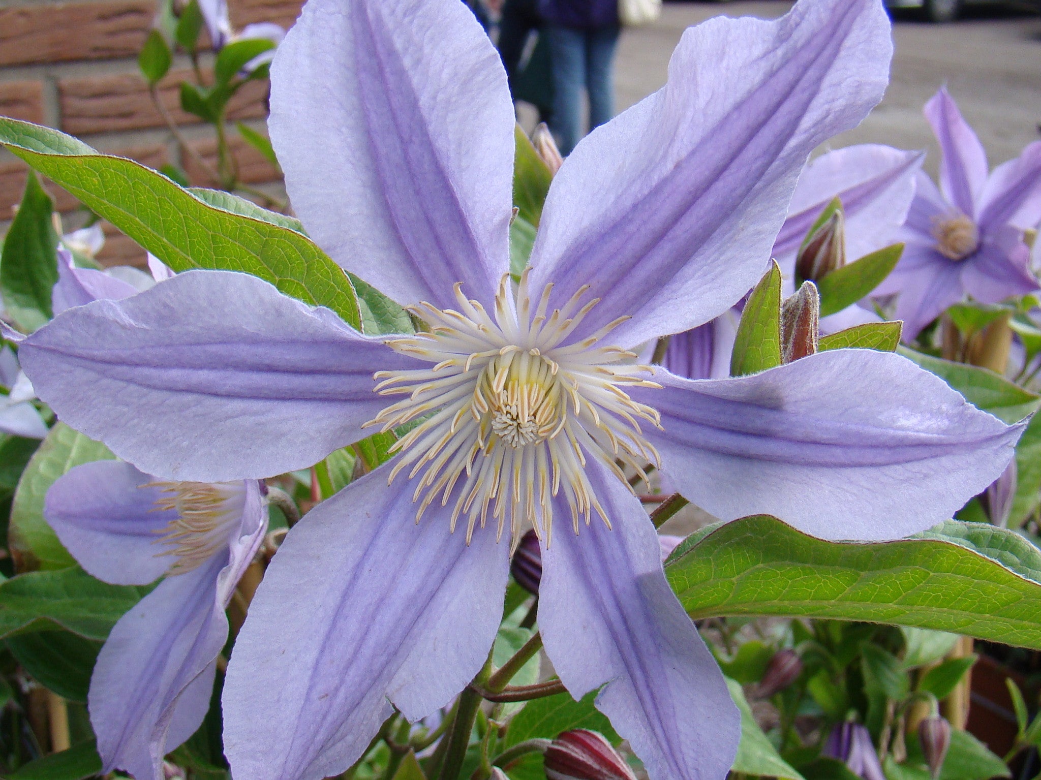 CARAFFA BRITA ELEMARIS PURPLE