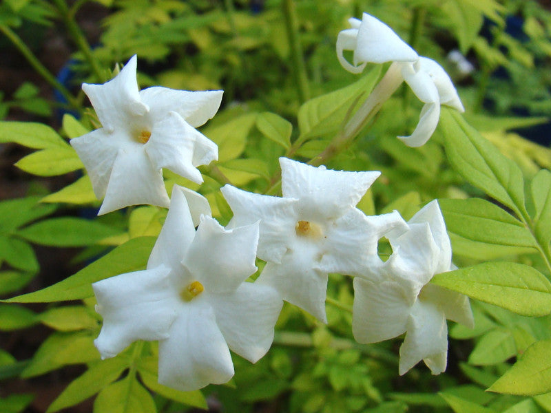 white jasmine plant