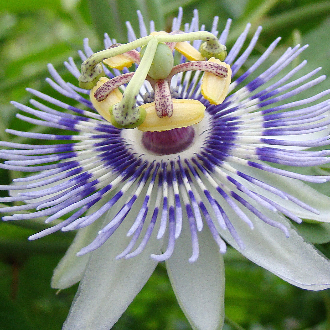 passion flower