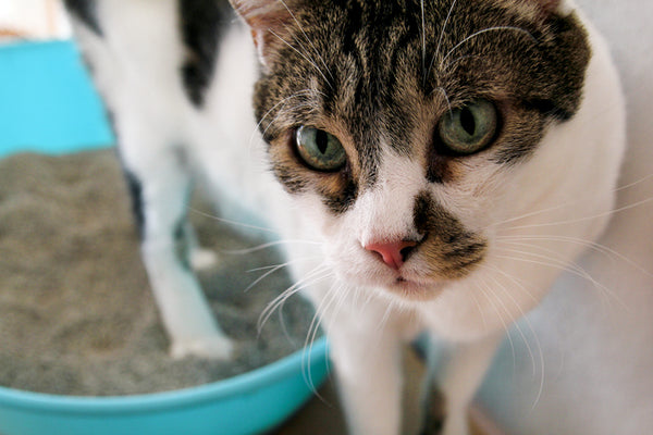 Is My Cat S Poop Normal Here S How To Tell Dooli Products Inc