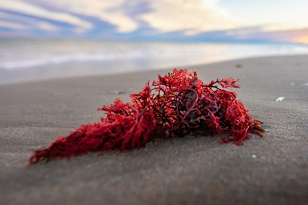 Red Algae on Beach.