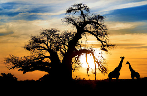 The Baobab Tree with Giraffes beside it.