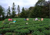 Late season Anxi high mountain plucking 