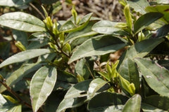 Long Jing tea bush