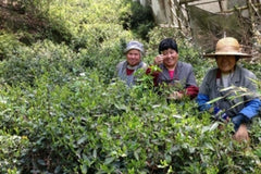 Mrs Pei's friends who help during harvests