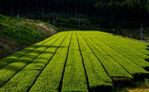 ProductPage_Kuriharas_Gyokuro_garden