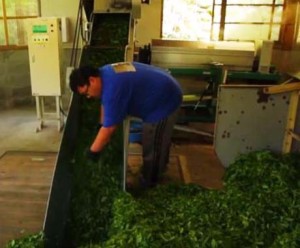 ProductPage_Kuriharas_Gyokuro_processing