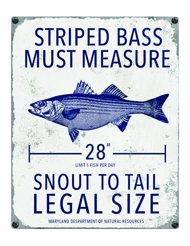 Maryland MD Striper Fishing Regulations Ocean Drive Designs, LLC