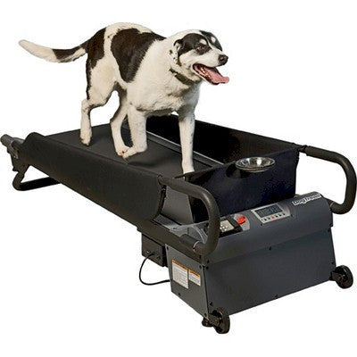 dog treadmill