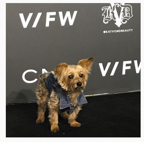 Vegan Fashion Week Dog