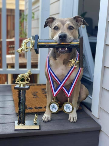 Hazel the PitBull with her awards