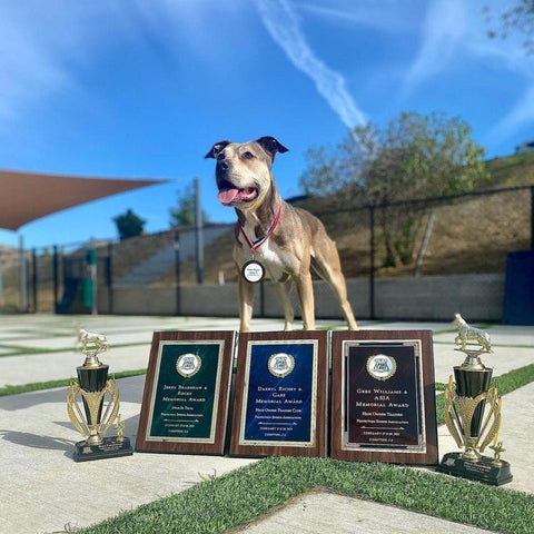 Hazel the pitbull