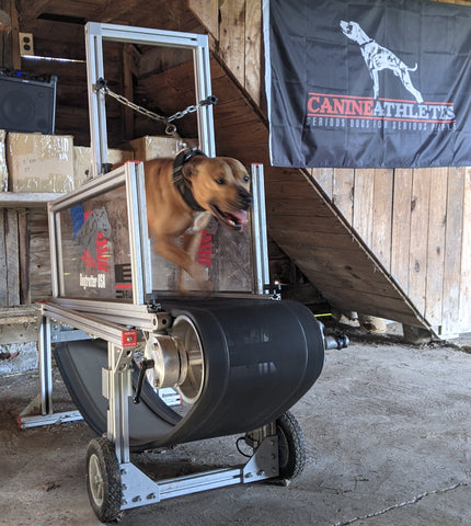 Canine Athletes dog running on a dog trotter slatmill treadmill