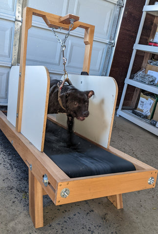 Canine Athletes dog running on a carpet mill treadmill