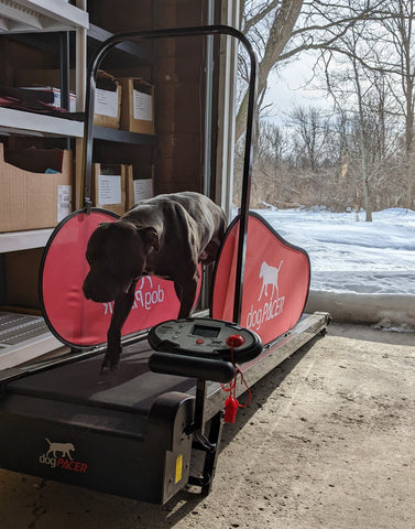 Canine Athletes Lucio running on a dog pacer electric treadmill