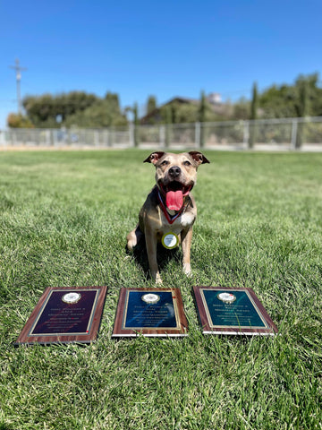 Hazel the APBT Bully