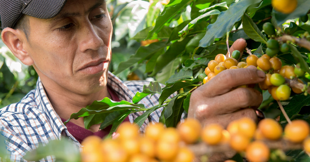Berries being picked from a tree on a Honduran coffee farm.