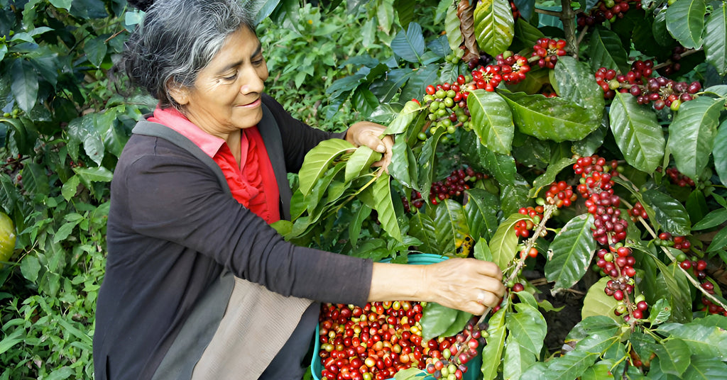 Woman picking coffee cherries from a tree in San Ignacio, Peru.