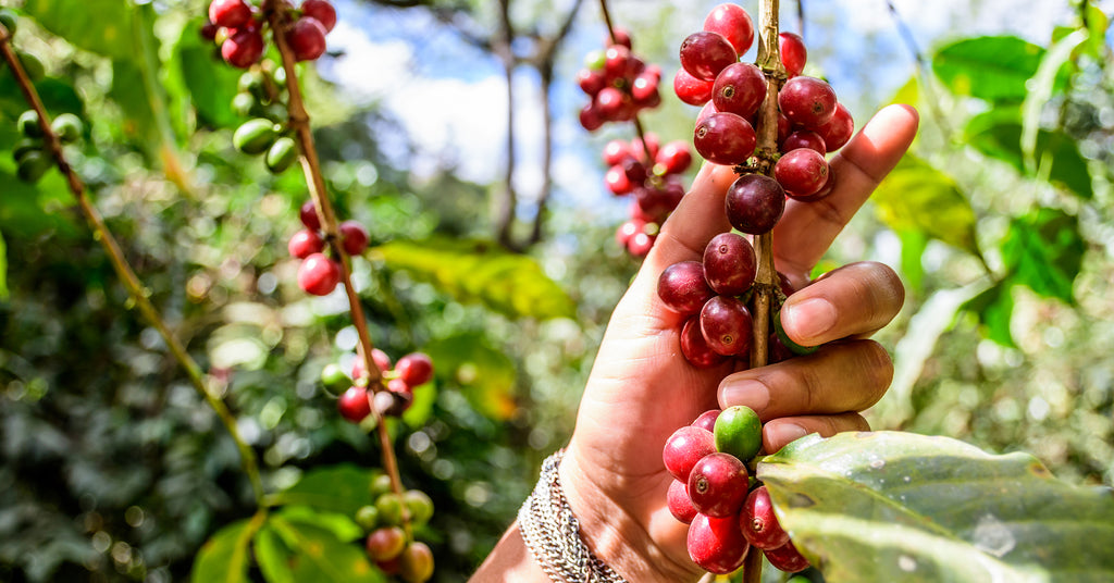 Hand holds branch of ripening Bourbon coffee beans.