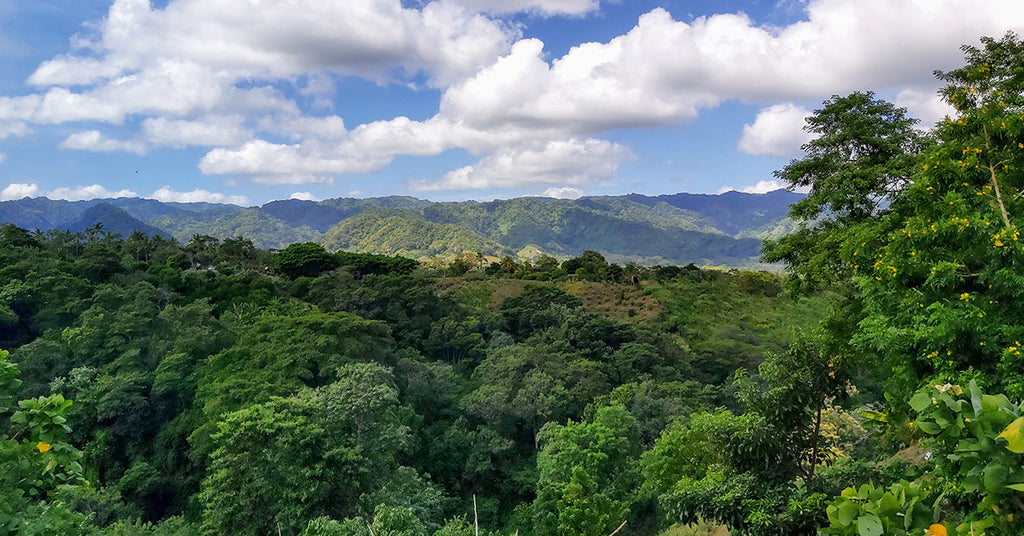 Nicaraguan coffee growing region.