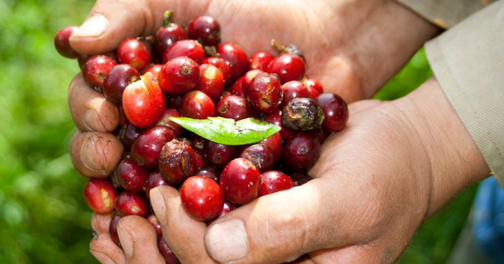 Holding Colombian Supremo Coffee Cherries in workers hands.