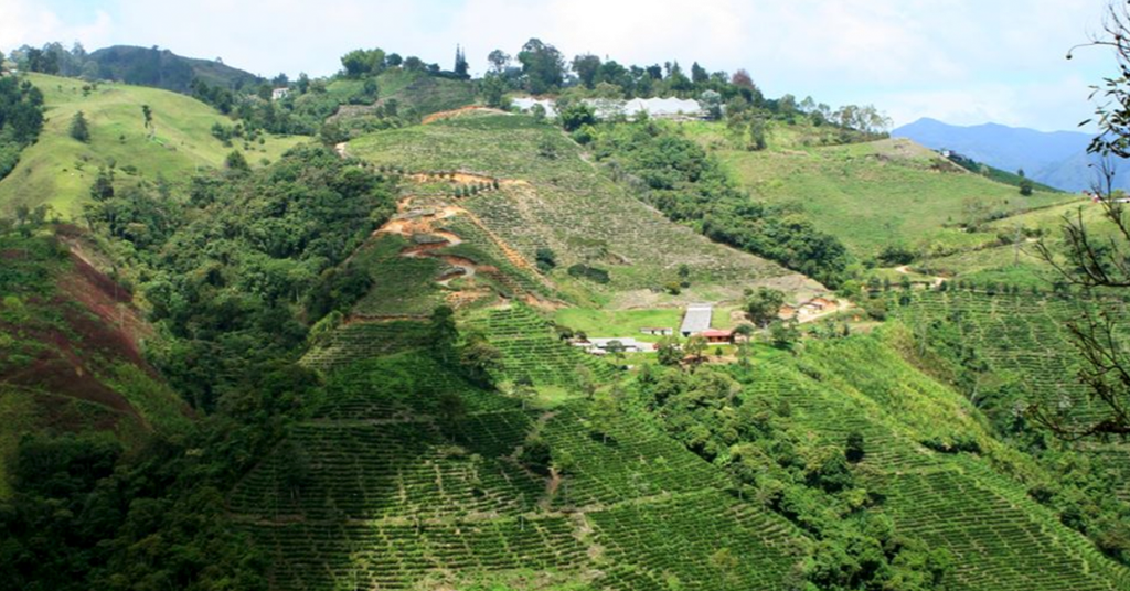 Farm hills of Colombia, South America where coffee is grown.