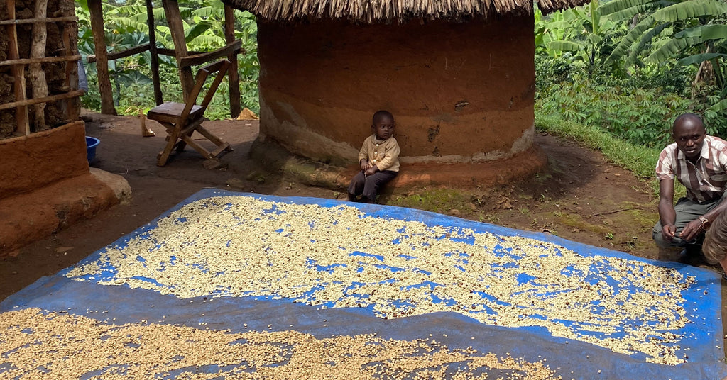 Coffee drying process