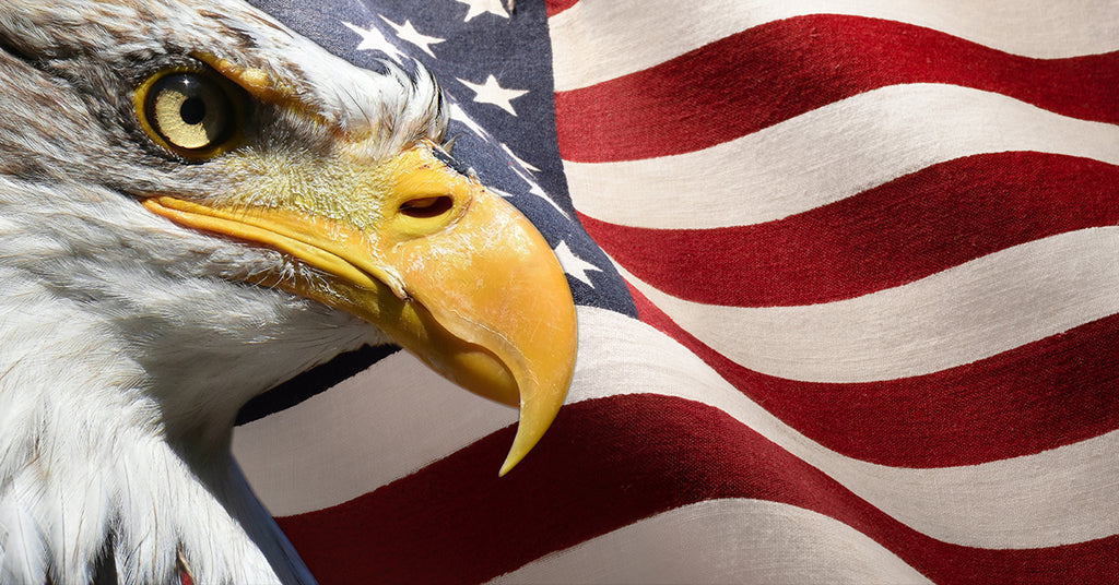 Bald Eagle in front of an American flag.