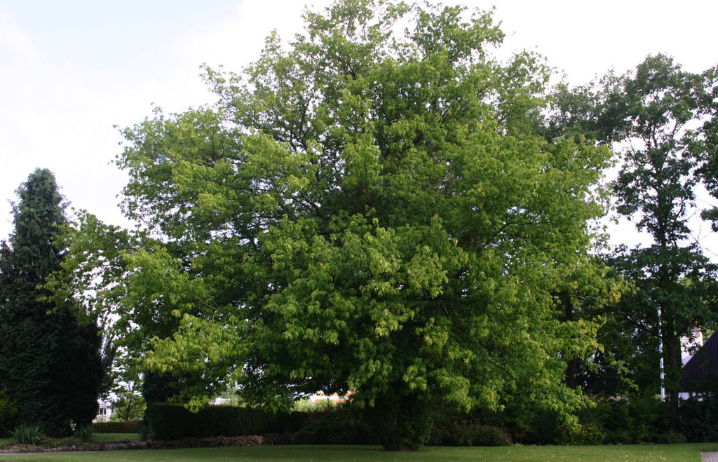 Macdonald Manitoba Maple Boxelder Agroforestry Solutions