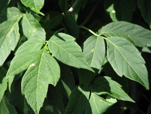 'MacDonald' Manitoba Maple (Boxelder) – Agroforestry Solutions