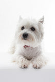 West Highland White Terrier