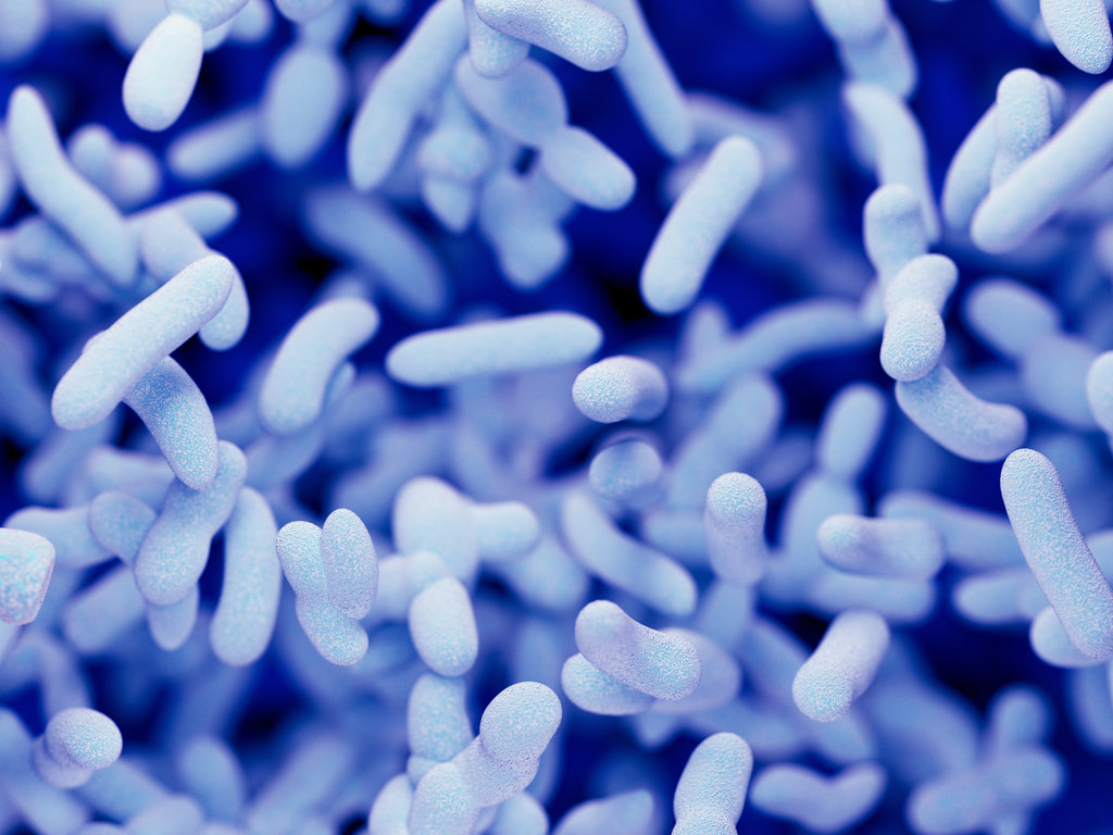 gut microbiome bacteria 