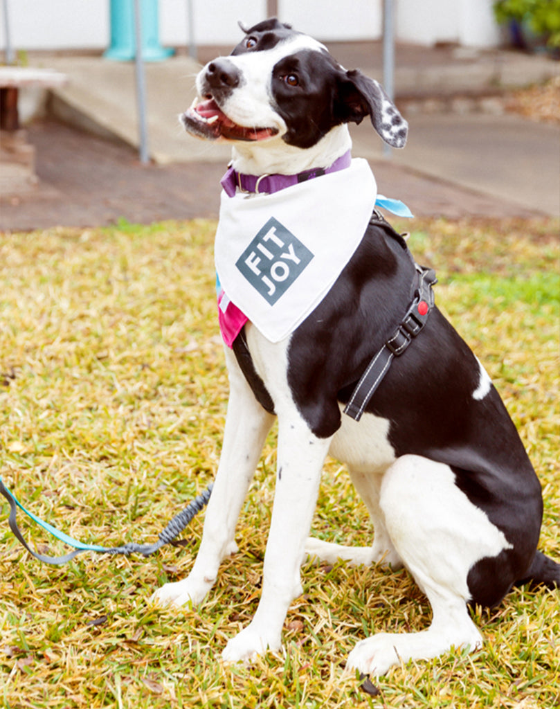 Austinite dog wearing a FitJoy bandana 