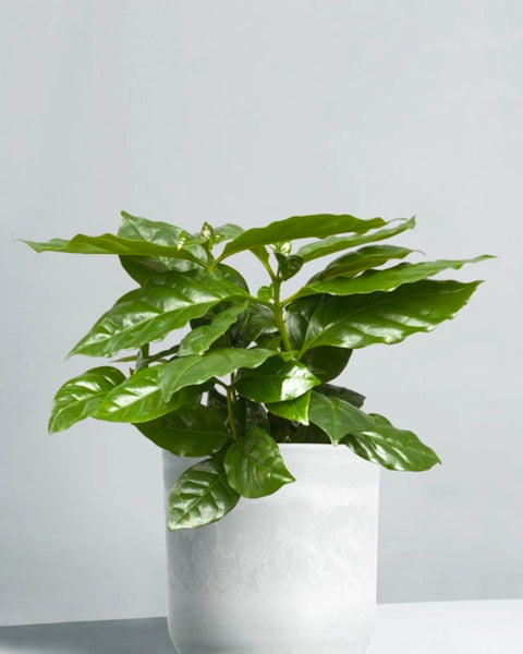 Coffee Plant in pot