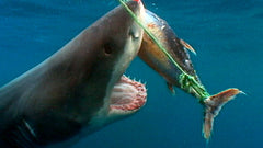 Shark  Dogfish Tackle & Marine