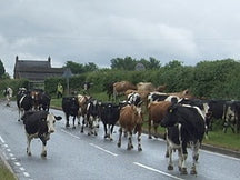 A misty daytime image of brown and white & black cows walking along a road with greenery surrounding them and a small gray house in the distance