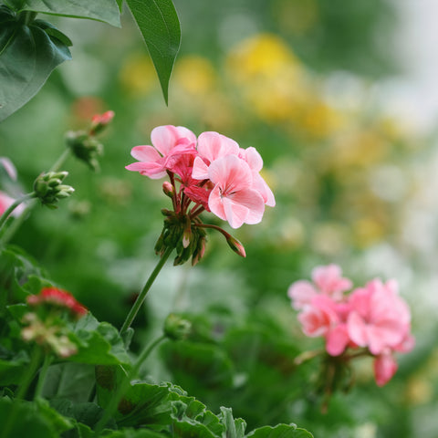 Geranium Rose