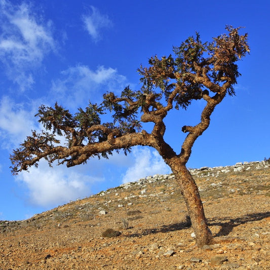 Bergamot Essential Oil – Directly Sourced From Italy – The Indie Earth