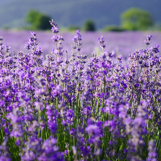 TIMELESS Premium Organic Dried Lavender Flowers – TIMELESS Essential Oils