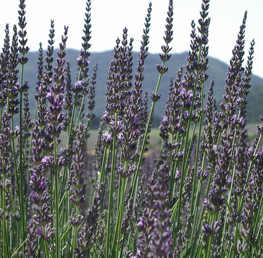 Lavender (Bulgarian) – SoBotanical