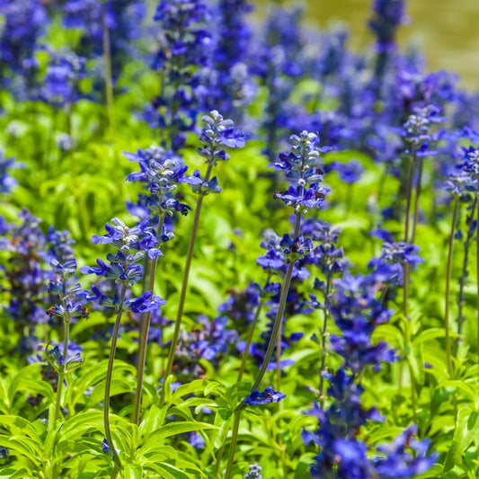 Lavender, High Altitude Bulgarian (Lavandula angustifolia), Organic Es –  Wingsets