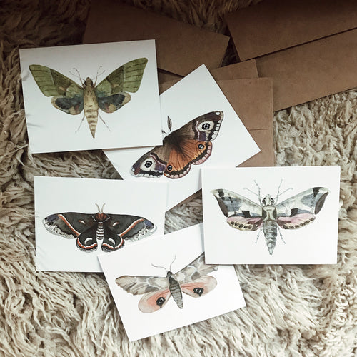 Madagascan Sunset Moth Iron on Patch —mini cards Bridgette Jones Nature  Prints-Bridgette Jones Nature Prints
