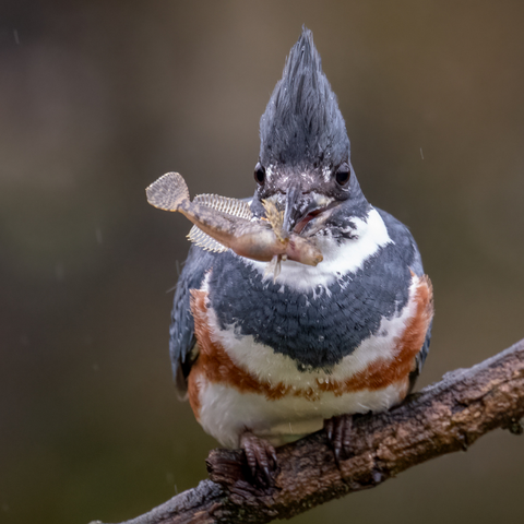 BIRD GUIDE: THE BELTED KINGFISHER – Nature Anywhere