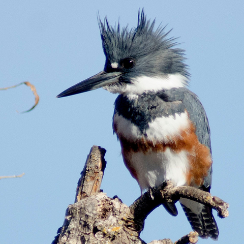 BIRD GUIDE: THE BELTED KINGFISHER – Nature Anywhere