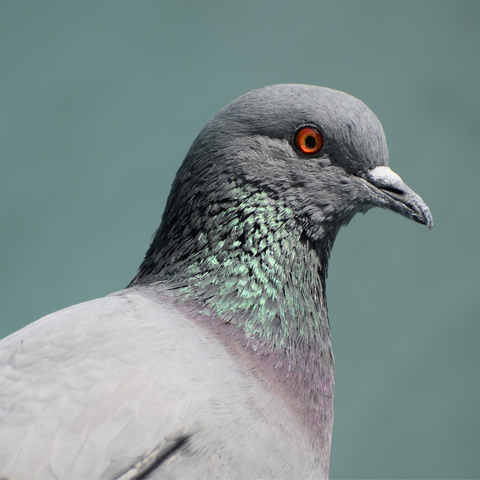 Where Did Pigeons Come From?