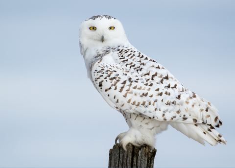 snowy_owl_main_480x480.png