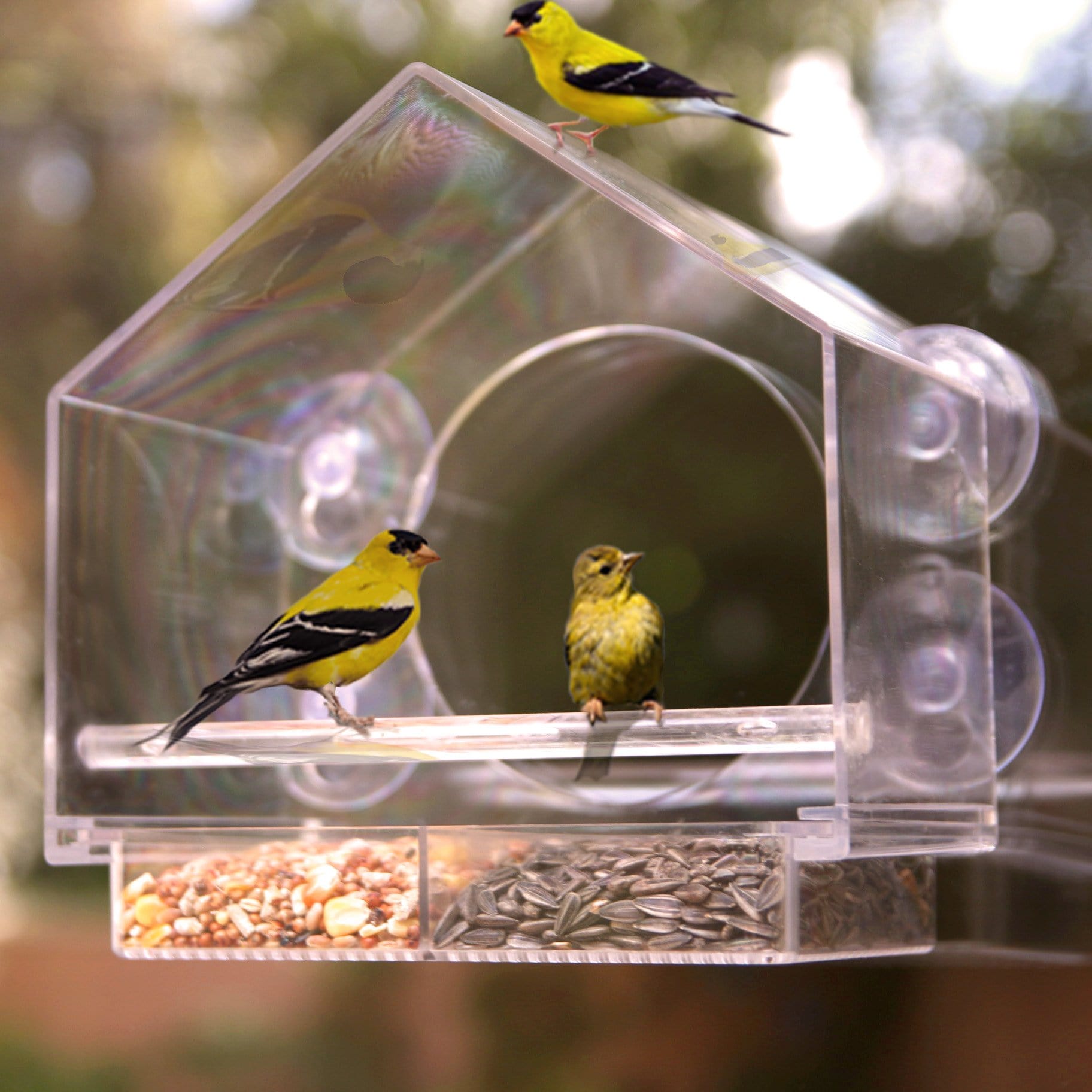 wayfair window bird feeder