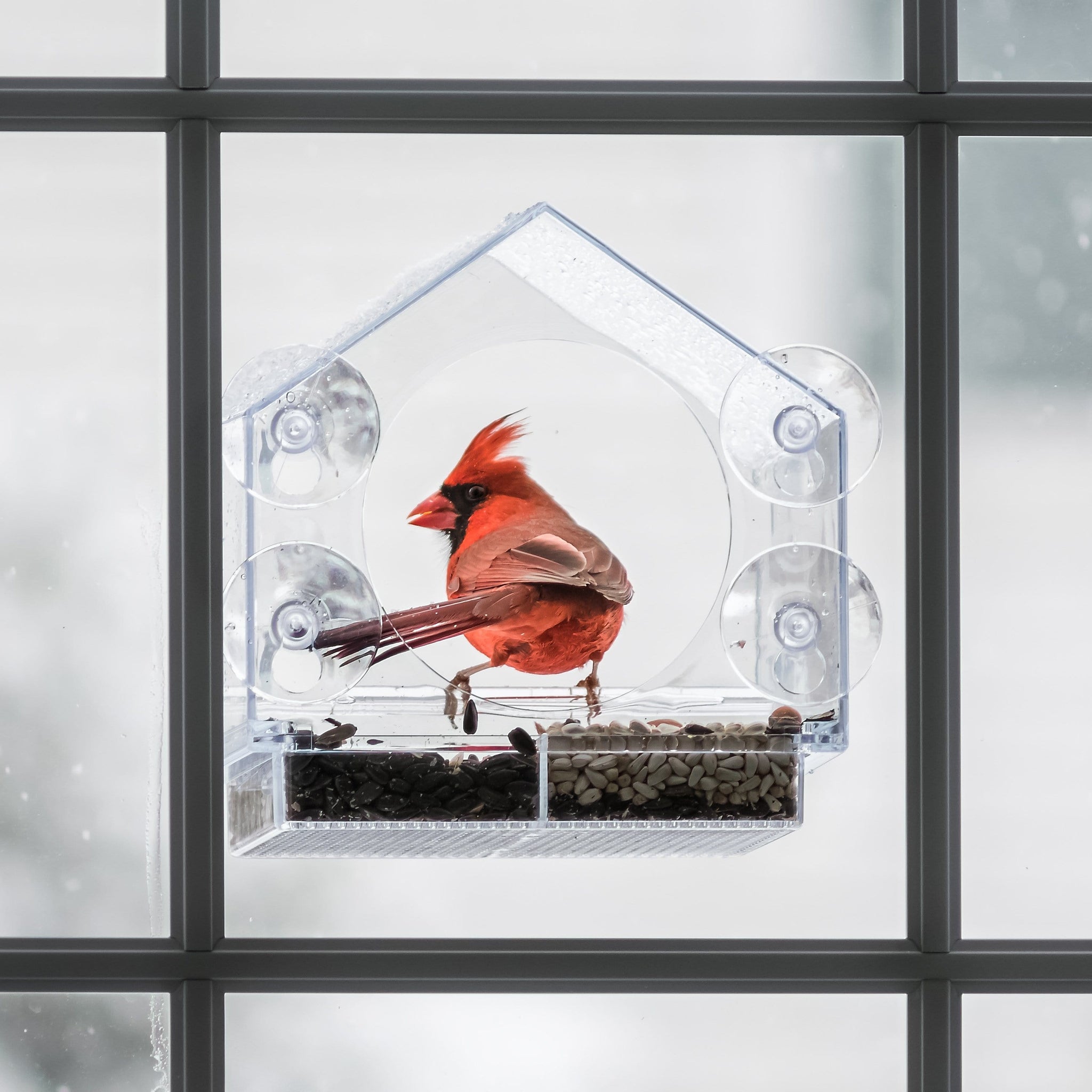 best window bird feeder reviews